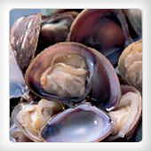 FROZEN BOILED MARSH CLAM MEAT